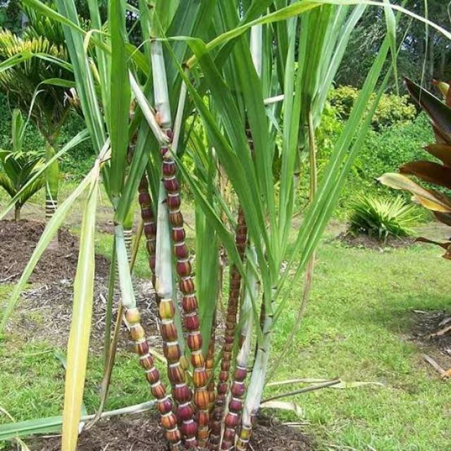 Bibit Tanaman  tebu pelangi