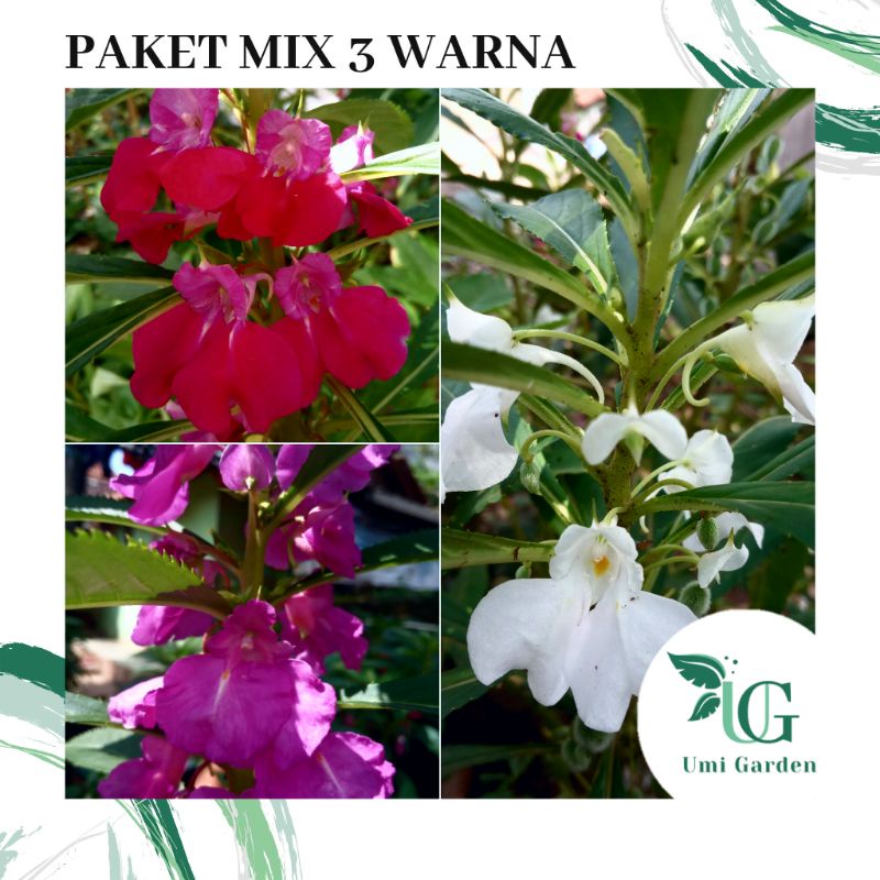 50 Biji Benih Bunga Pacar Air Selapis Mix 3 Warna Impatiens Balsamina
