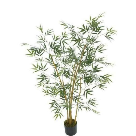 <<<<<] #_* bibit tanaman hias bambu kuning mini