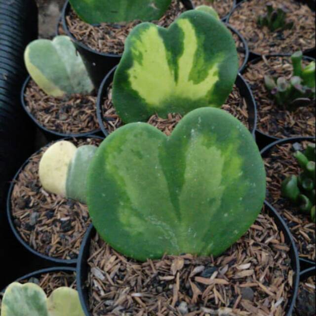 Sukulen Hoya / Love Varigata