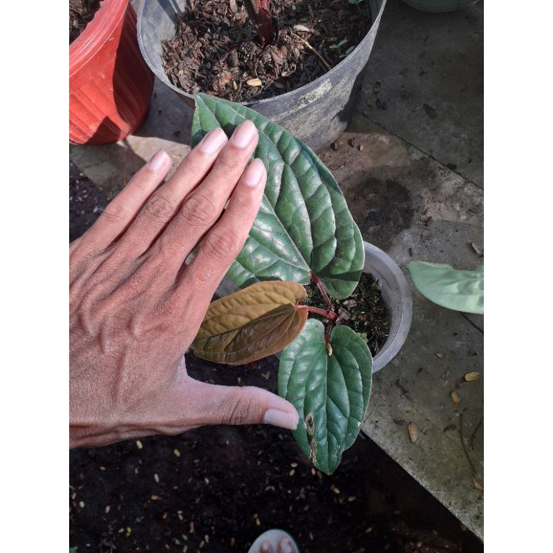 Anthurium Anturium Sirih Radicans X Luxurians daun 3 Up daun besar