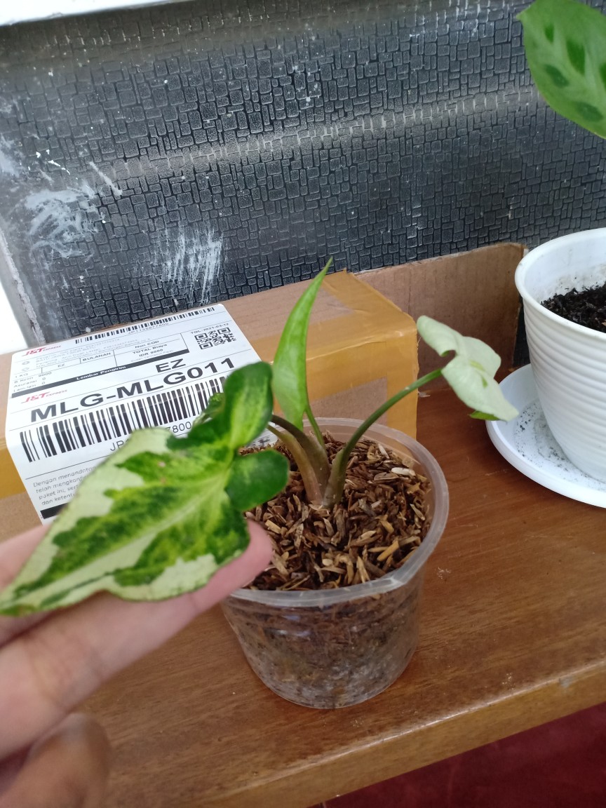 Syngonium Three King / Magic Marble