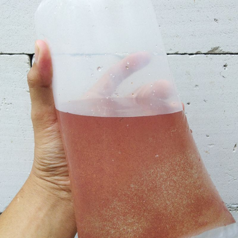 kutu air / pakan burayak / pakan cupang / pakan guppy