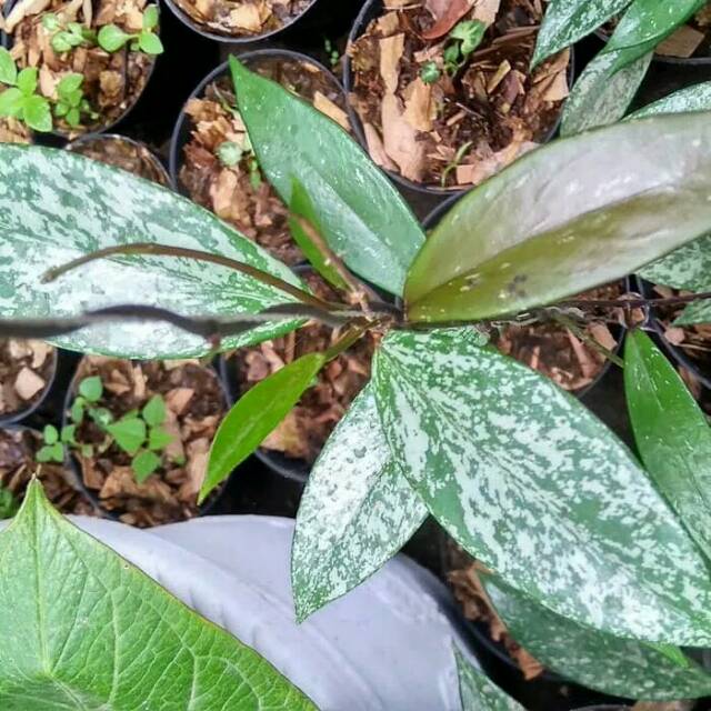 Hoya carnosa pubicalix
