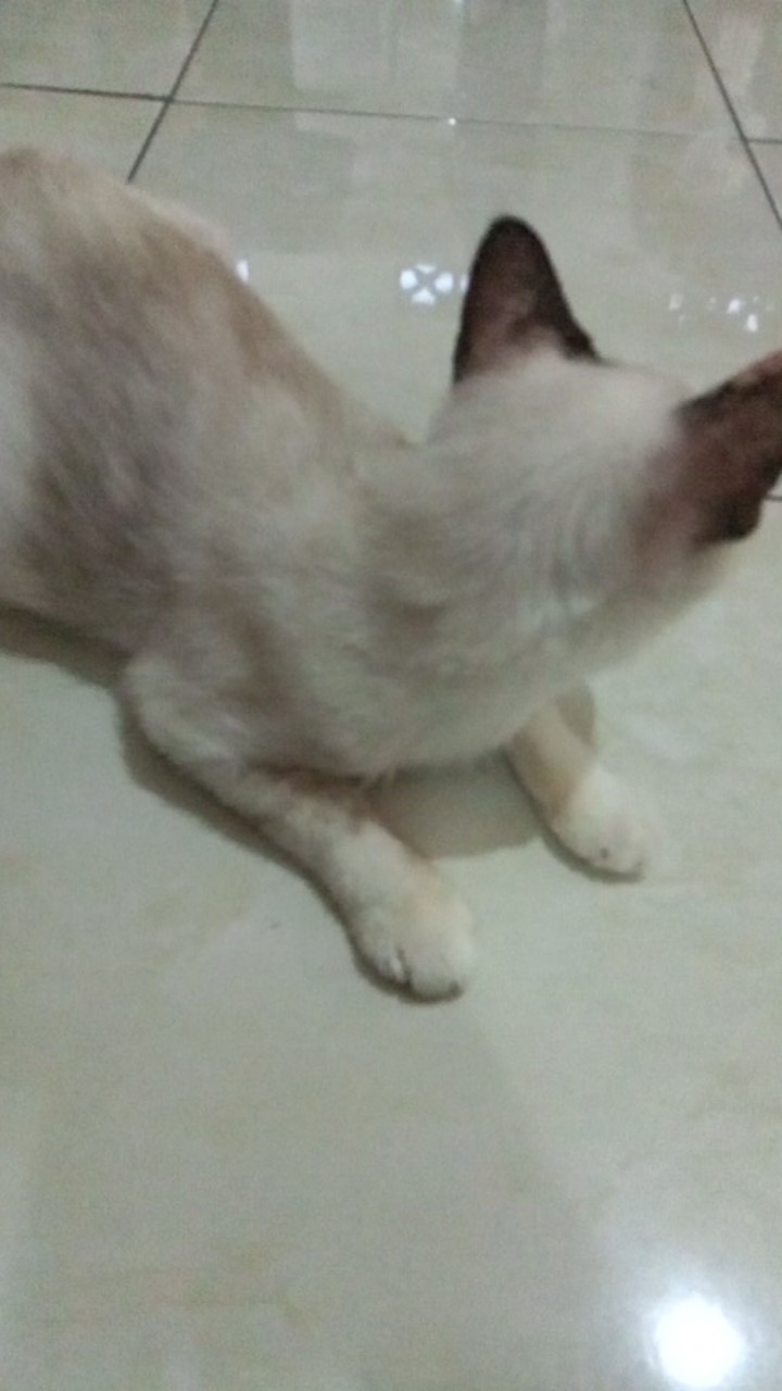 Sania Ruffle Batik Couple Keluarga Ori Jowi Dnt Termurah Bisa Dipisah Cumi Biru Seragam Batik