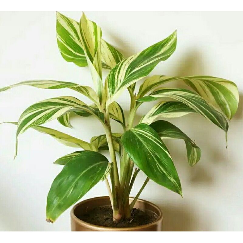 tanaman hias indoor.outdoor ALPINA ZERUMBET