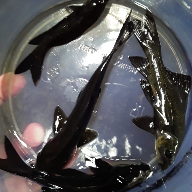 

ikan blackshark