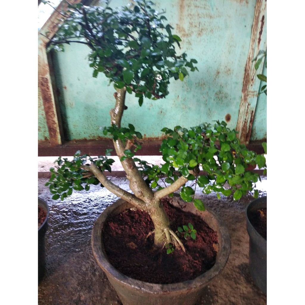 Bonsai serut besar