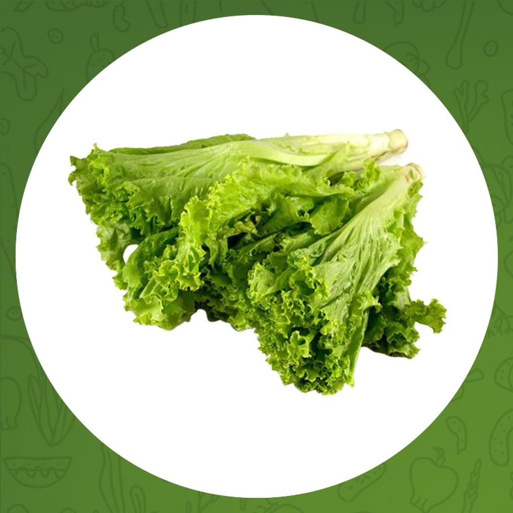 

SELADA KACA/LOTUS 500 gr