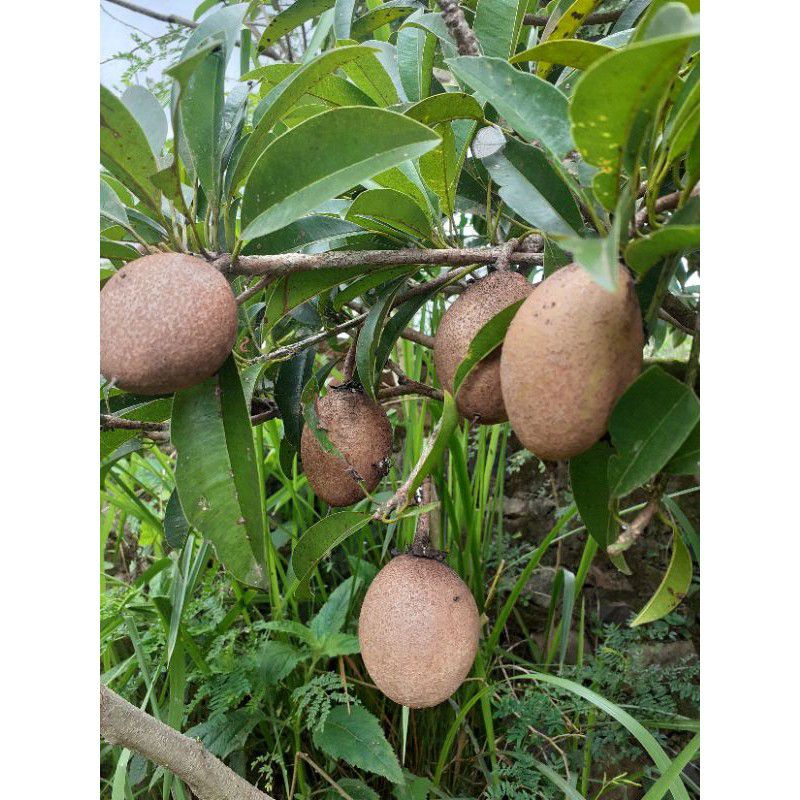 

buah sawo muda