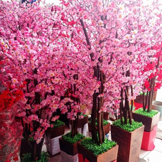 

pohon besar angpao sakura meihua tinggi imlek natal cina chinese [[[TERBARU BISA COD]]]