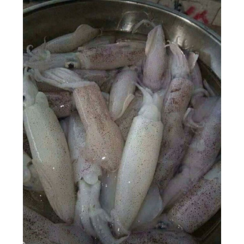 

cumi basah segar 500grm