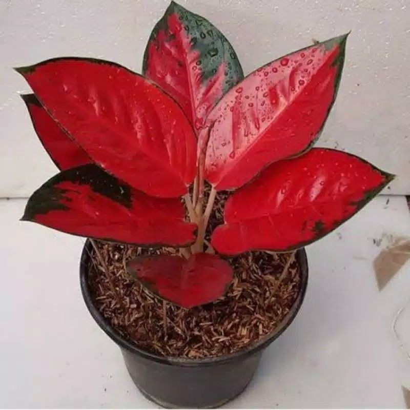 Flora_Jayaa bonggol aglonema suksom jaipong - bonggolan suksom jaipong-aglaonema-tanaman hidup-bunga hidup murah