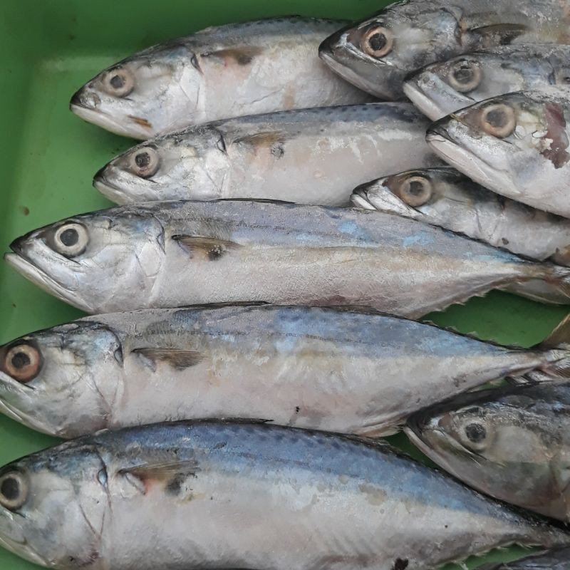 

Kembung Banjar 1kg