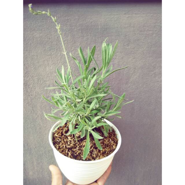  Tanaman  lavender  asli  Shopee Indonesia