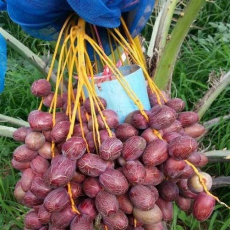 Bibit Kurma Ajwa Kurma Nabi Unggul kurma Tropis