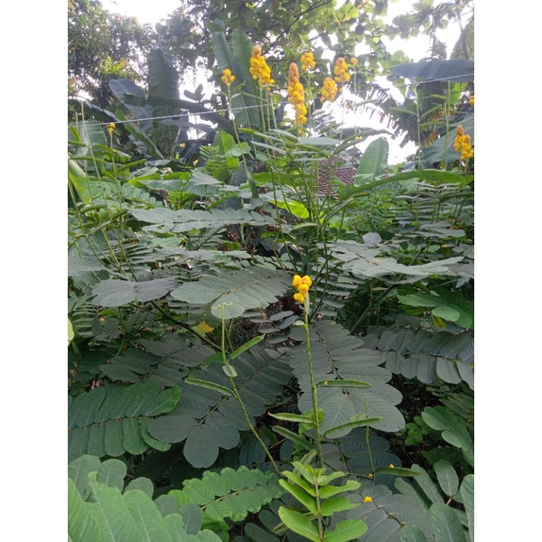

Daun Ketepeng Cina