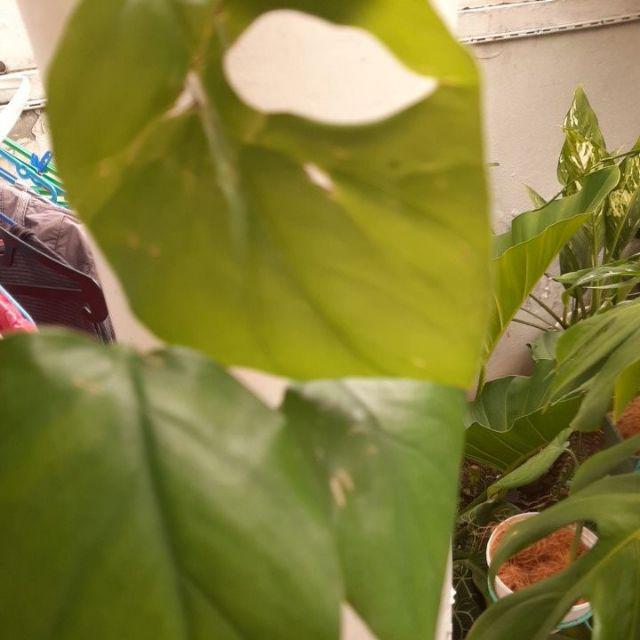 Tanaman Hias Monstera Rhapidapora - Monstera Mini - Rapidhapora