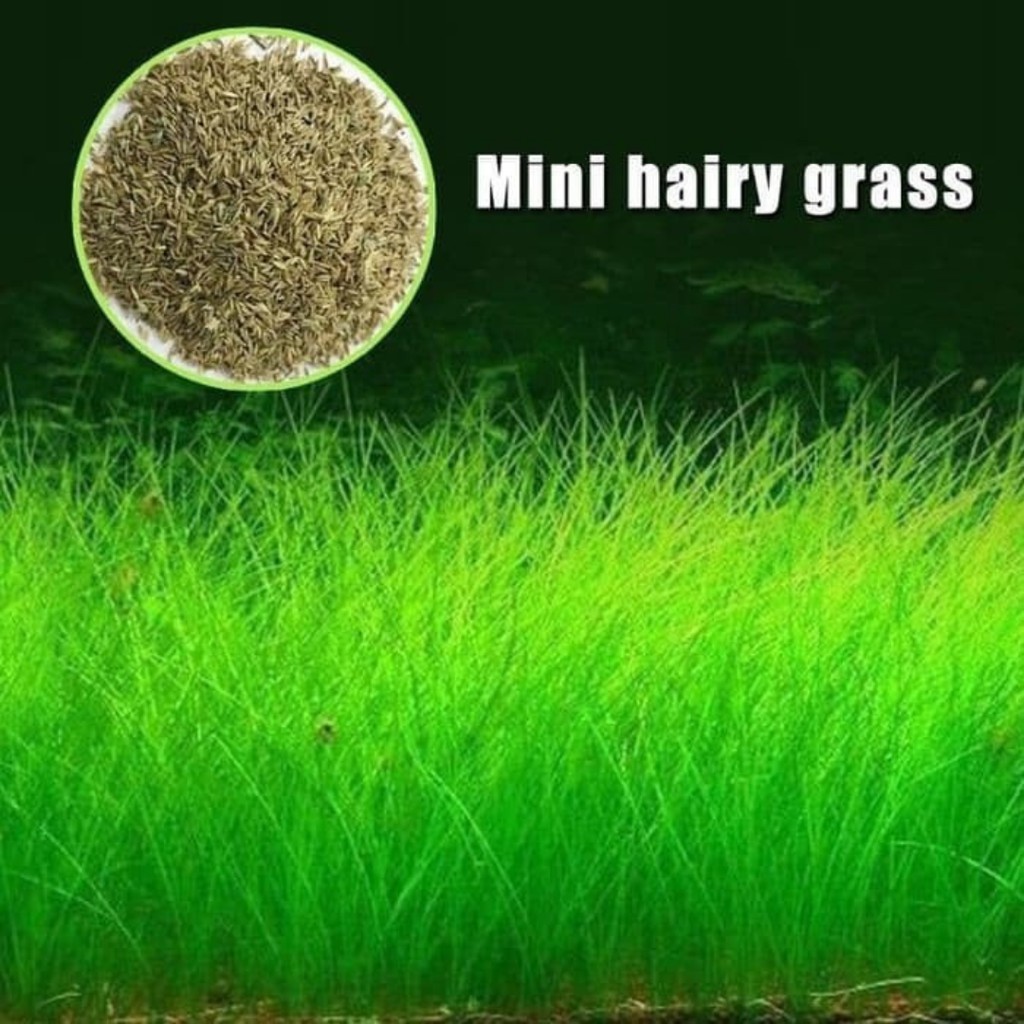 HAIR GRASS hairgrass seed bibit benih tanaman air aquascape aquarium bibit aquascape tanaman aquasca