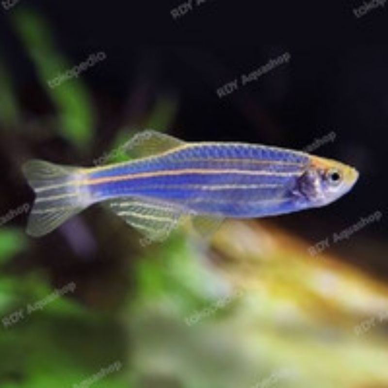 

blue danio zebra
