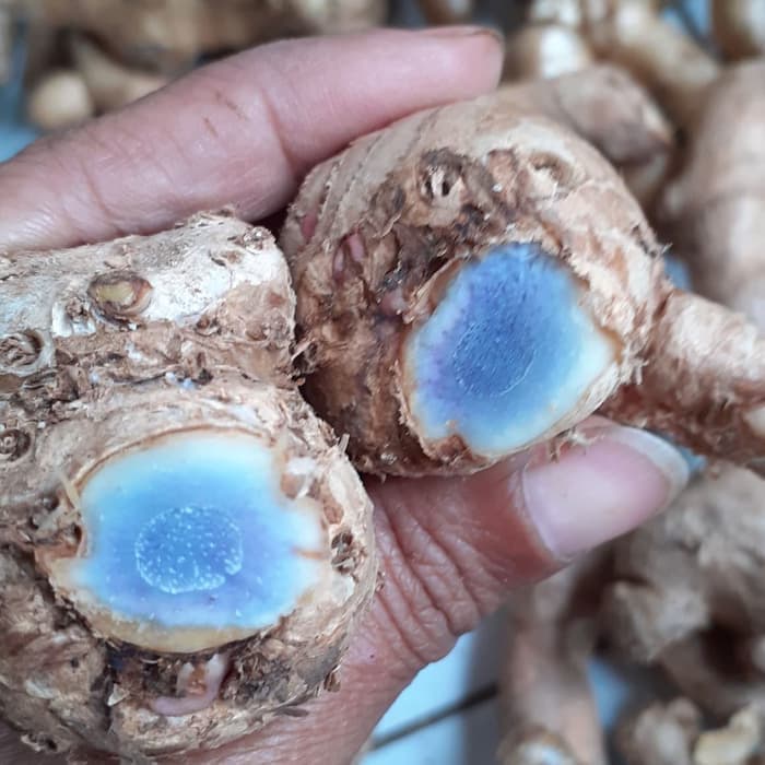 bibit temu ireng/temu hitam/kunyit