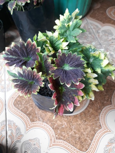 Sambung Kran Multifungsi 360