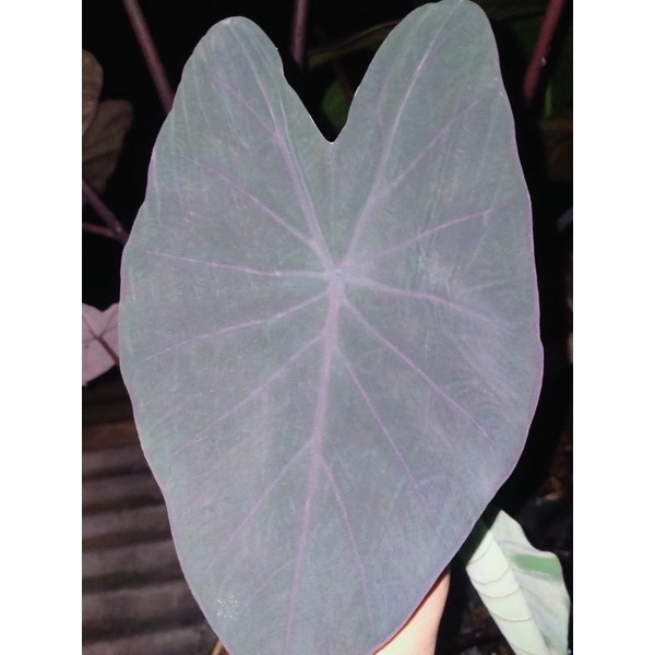 colocasia black magic