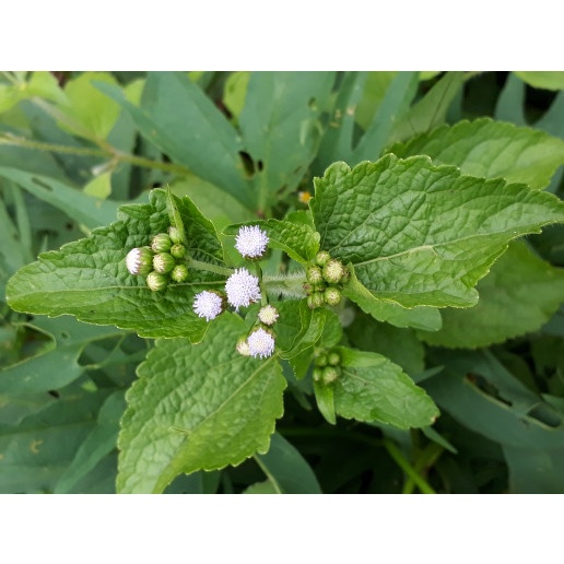 

(COD) Terlaris daun bandotan/babadotan segar 1kg