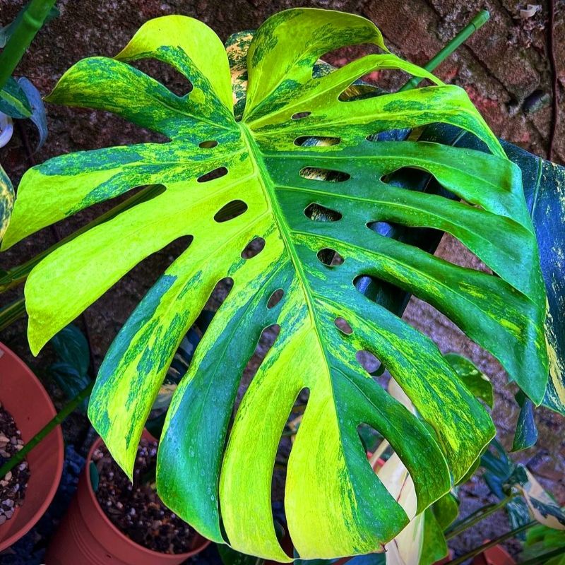 Tanaman hias monstera yellow varigata king / monstera yellow varigata deliciosa /Tanaman hias meja/ 