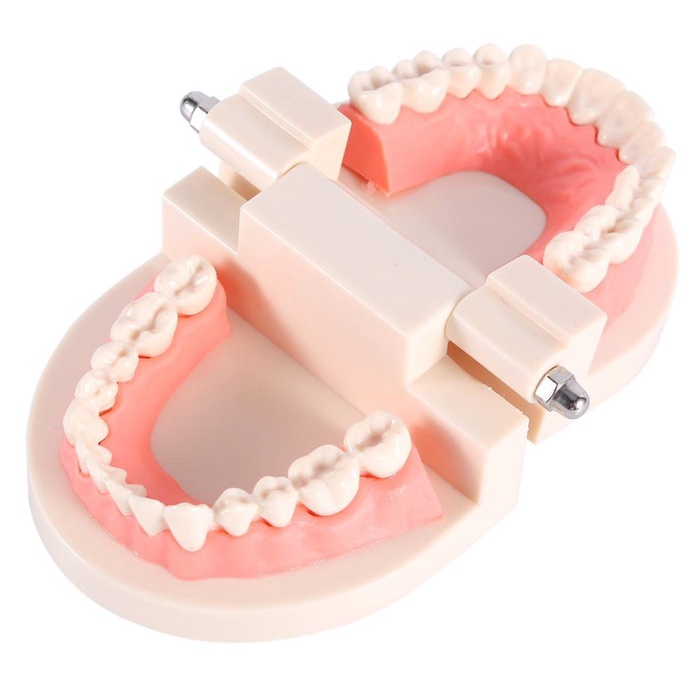 

Model gigi dewasa standar typodont demonstration teeth model study promo