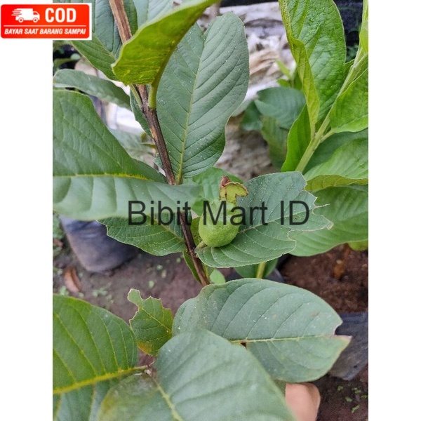 bibit pohon jambu kristal non biji cangkok berbuah tidak mengenal musim