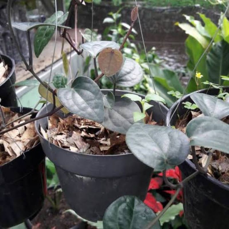 tanaman hias sirih hitam