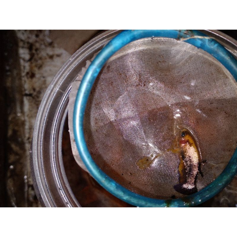 Cupang fccp yellow head real pict sesuai gambar dan iklan