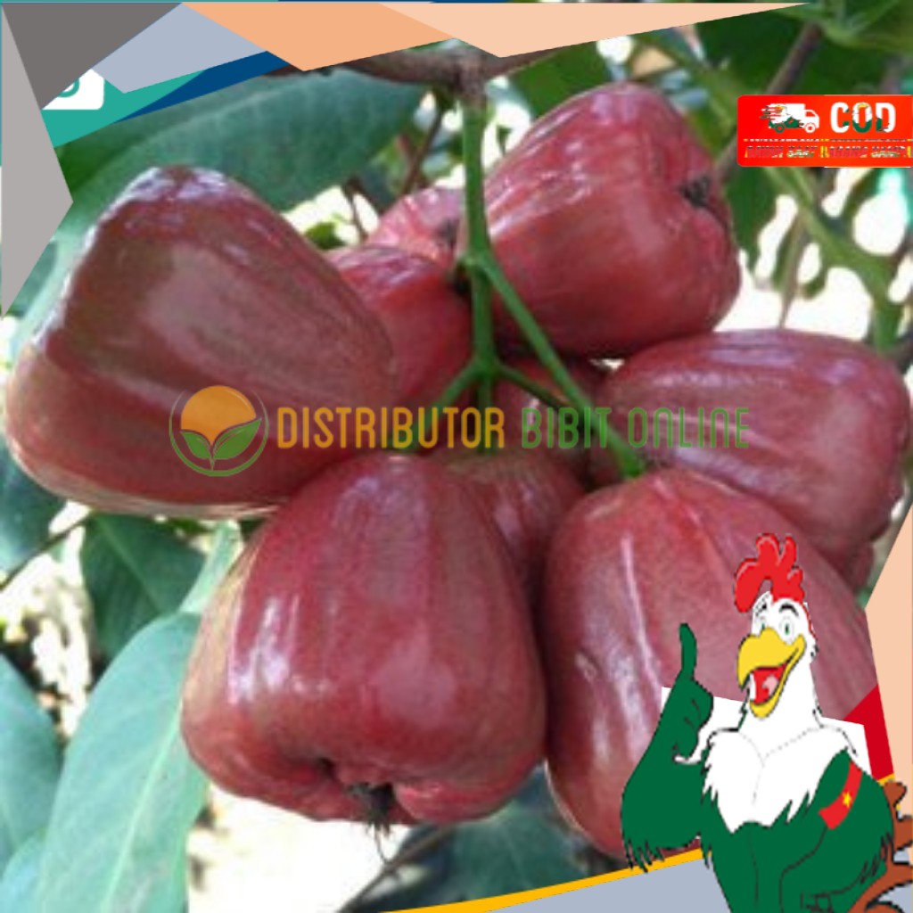 Bibit Tanaman Jambu Air Dalhari Hasil Okulasi Siap Berbuah Siap Berbuah