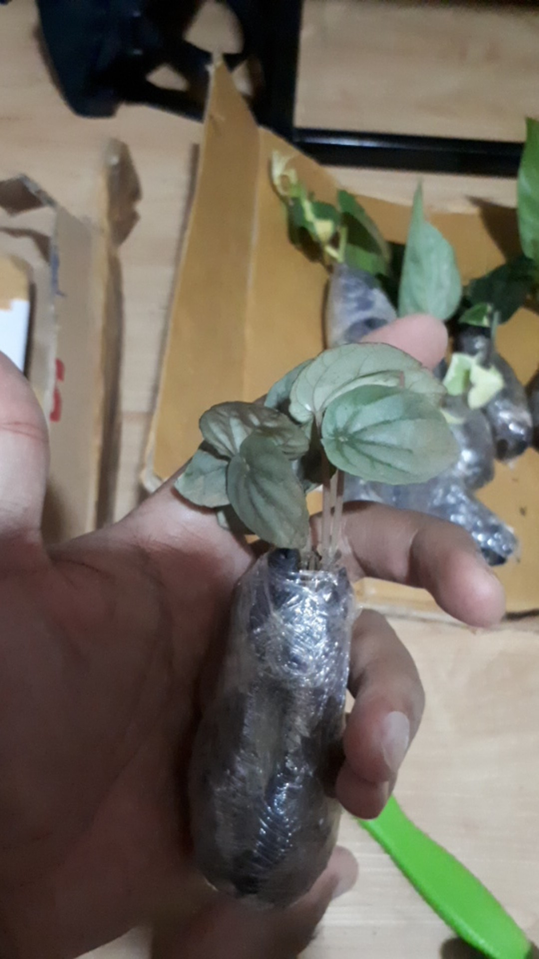Pohon Hias Kuping Tikus/peperomia Kuping Tikus