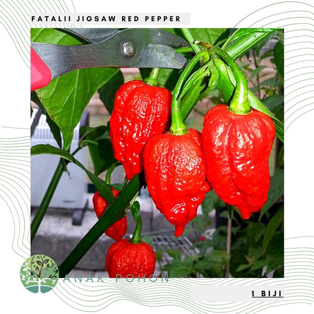 Benih Bibit Biji - Cabai Fatalii Jigsaw Red Pepper Cabe Super Pedas Seeds