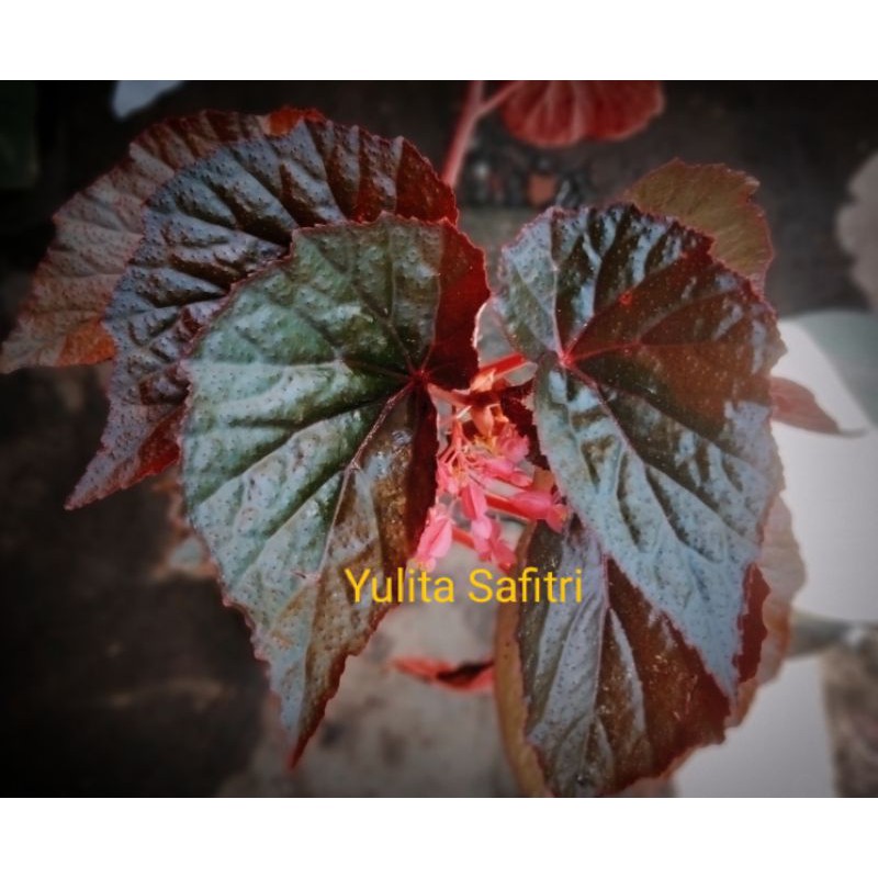 Begonia Merah