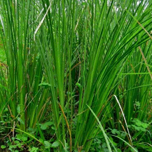 50 Gambar Tanaman Obat Akar Wangi yang Banyak Dicari 50 Gambar Tanaman Obat Akar Wangi yang Banyak Dicari