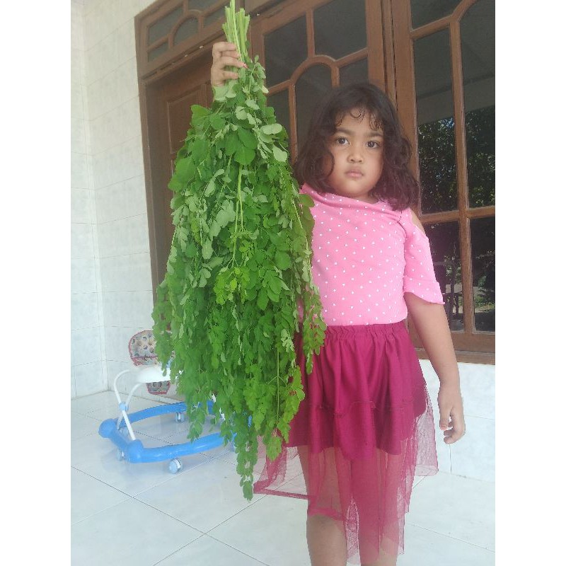 

sayur daun kelor di petik dadakan