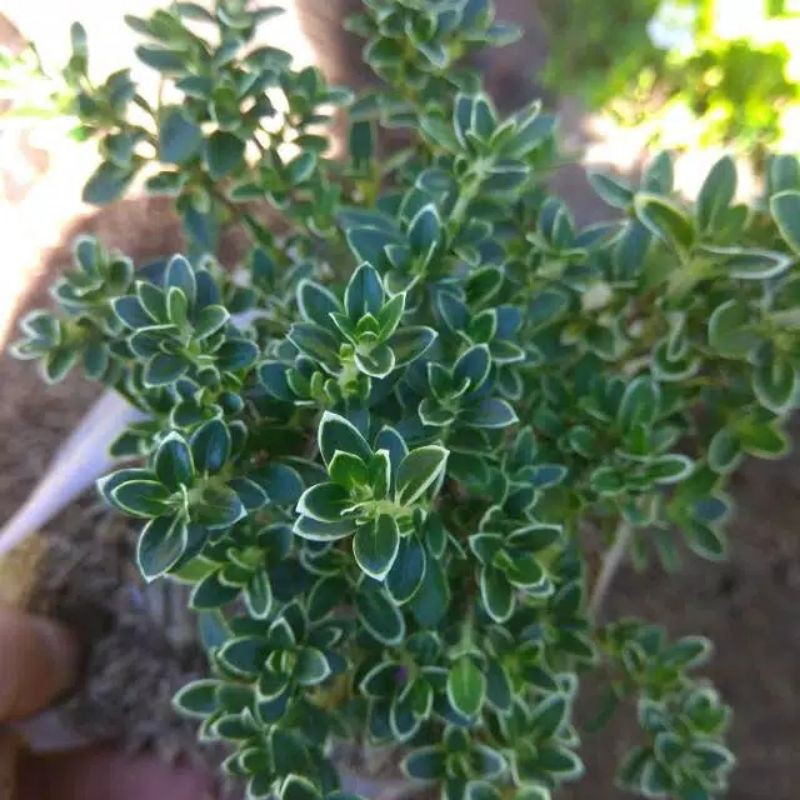 Tanaman hias mirten varigata / bahan Bonsai mirten varigata