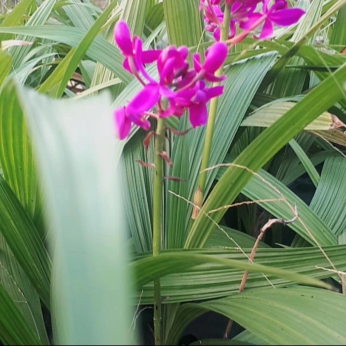 Bibit tanaman hias bunga anggrek tanah | Bibit anggrek tanah