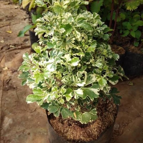 

BUNGA KEDONDONG LAUT VARIEGATA