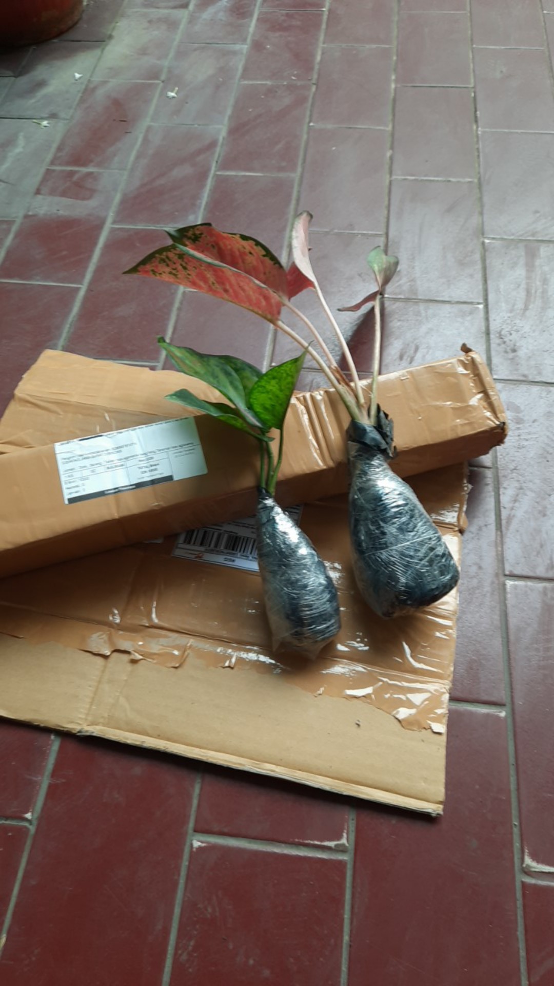 Taman Hias Aglonema Heng Heng