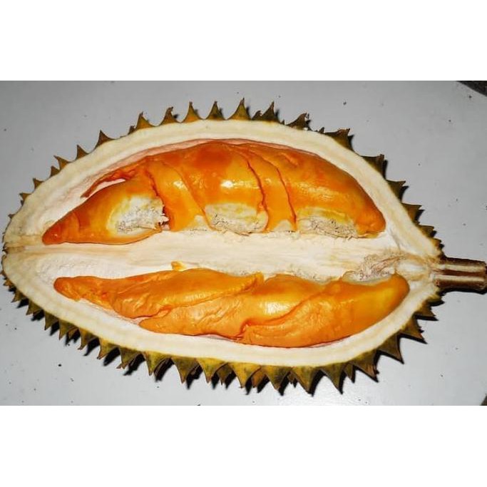 Dm” Bibit Tanaman Durian Orange Lay