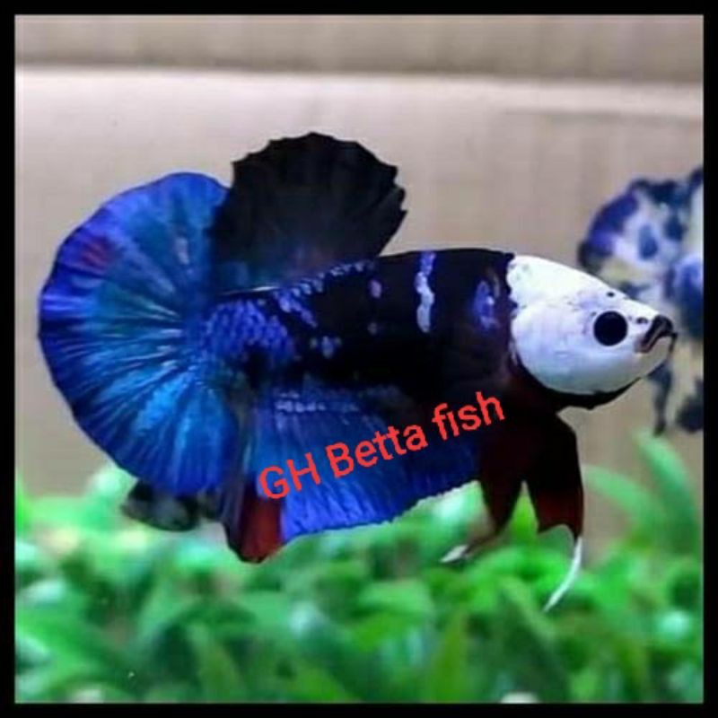 ikan cupang koi,nemo, galaksi full blok sz L