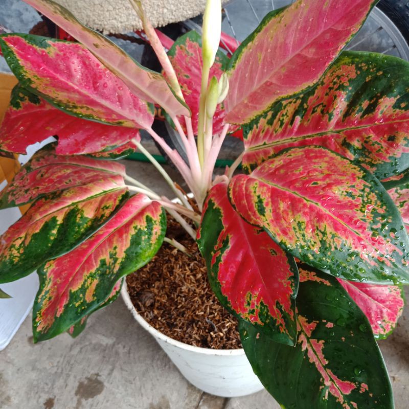 aglaonema red kocin indukan bawa tunas