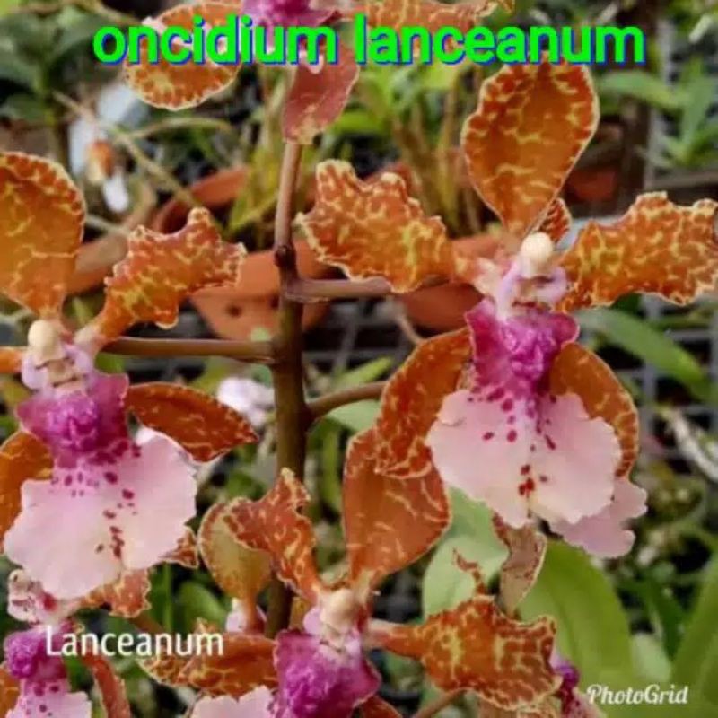 Anggrek onci oncidium lanceanum dewasa