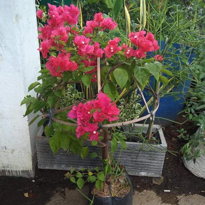 Tanaman Bougenville Rimbun/ Bougenville Bunga Tumpuk Pink