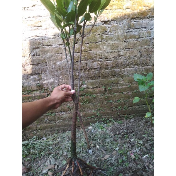 BIBIT BAKAU SUDAH BERCABANG