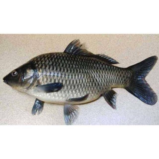 

Ikan mas 500gr
